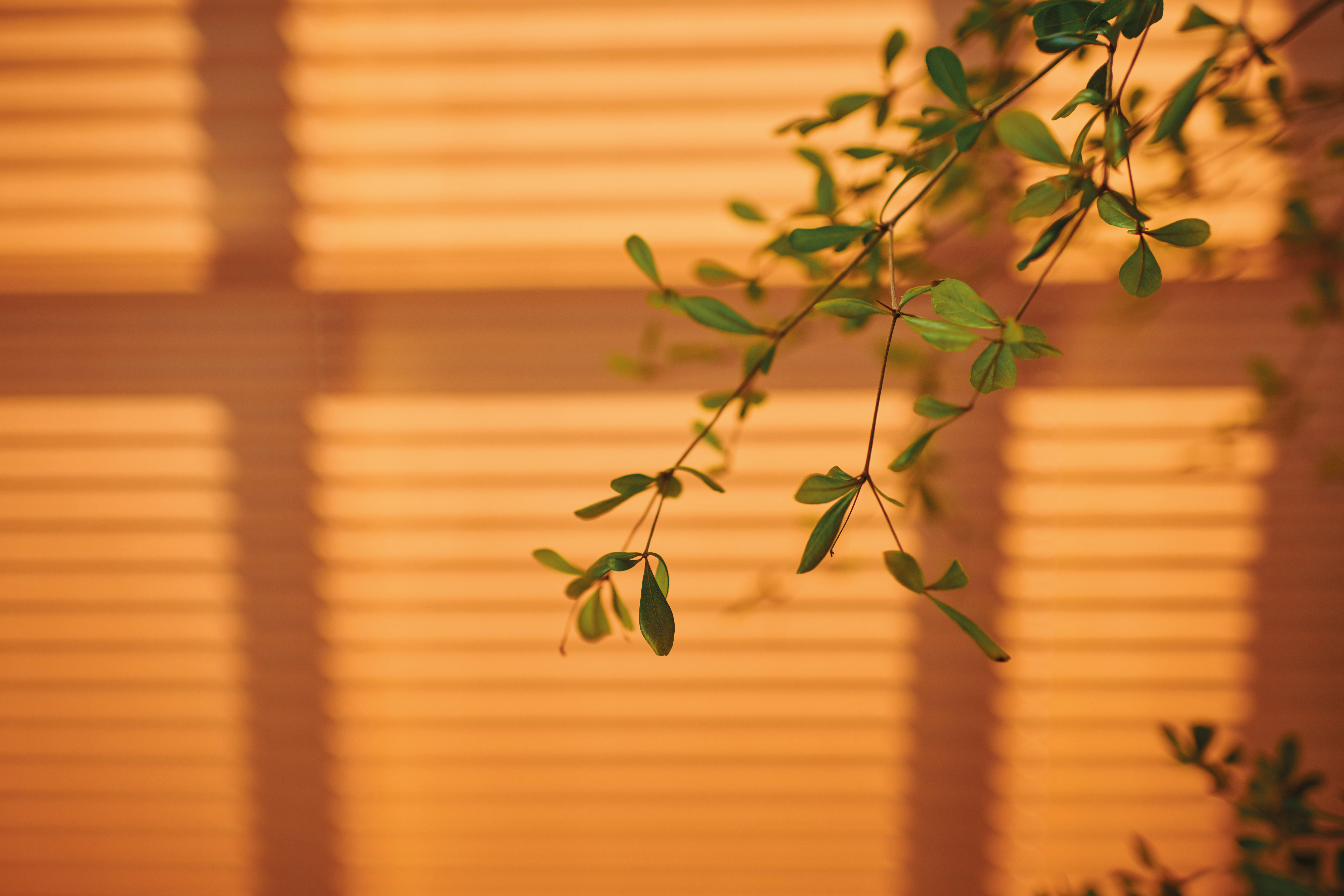 Plissé Shades Close Up Photo Bathroom Orange Blinds (1)
